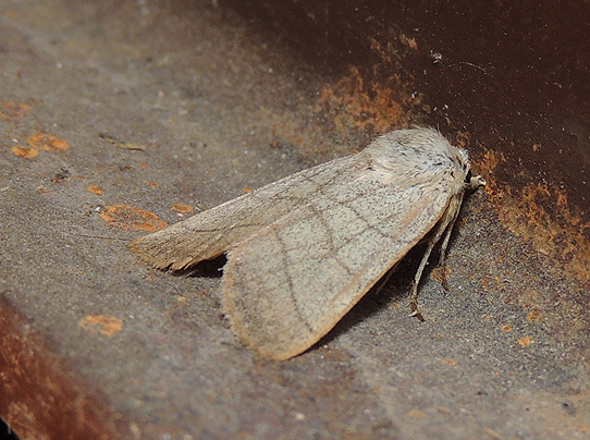 Charanyca trigrammica Noctuidae